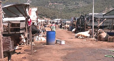 Kurban pazarı hareketli ama besici zorda... 