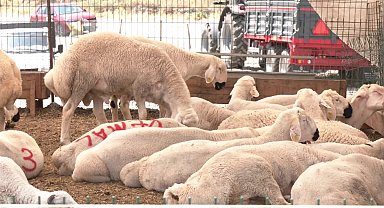 Kurban pazarında besiciden Et ve Süt Kurumu'nun kurban alış fiyatlarına tepki: ''Hayvanı Et ve Süt Kurumu’na verene kadar garibana veririm, sevap alırım''