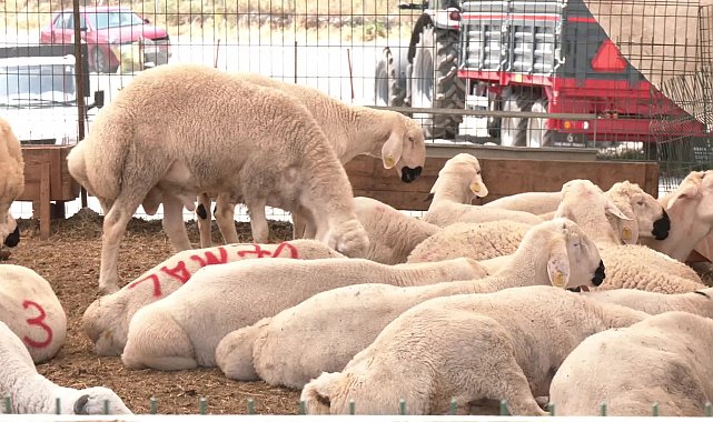 Kurban pazarında besiciden Et ve Süt Kurumu'nun kurban alış fiyatlarına tepki: ''Hayvanı Et ve Süt Kurumu’na verene kadar garibana veririm, sevap alırım''