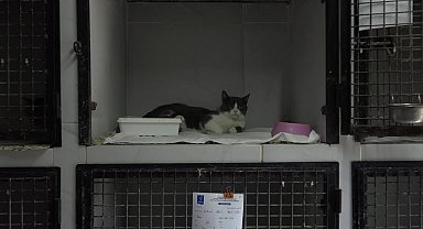 Kuşadası Belediyesi, beşinci kattan düşerek ağır yaranan kediyi sağlığına kavuşturdu