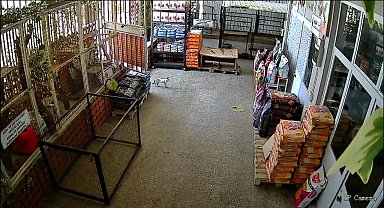 Nazilli'de hastalanan kedi veterinere sığındı... Veteriner Hekim Yıldırım: 