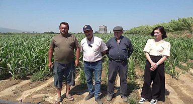 Nazilli’de silajlık mısır üreticileri maliyet ve su kriziyle boğuşuyor: 