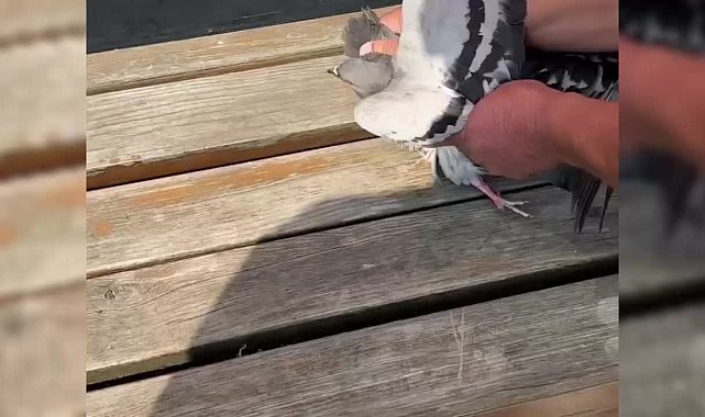 Sinop’ta boğazına ve ayağına misina dolanan iki güvercin kurtarıldı