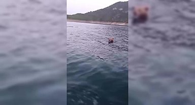 Sinop’ta yüzen ayı görüntülendi