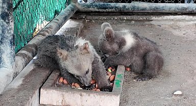 Tarsus Doğa Parkı’nda yavru sevinci