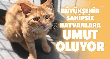 Tekirdağ Büyükşehir Belediyesi sahipsiz hayvanlara umut oluyor