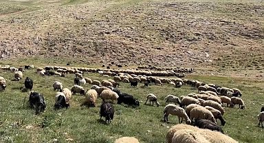 Vanlı besiciler zor günler geçiriyor: 