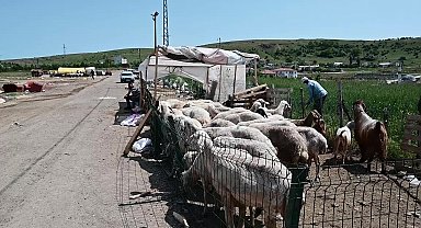 Yozgat’ta besiciler Kurban Bayramı satışlarında umduğunu bulamadı