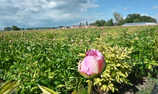 Yozgat’ta yetiştirilen şakayıkı da don vurdu