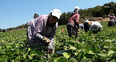 Balıkesir Büyükşehir Belediyesi’nin Balyalı üreticiye dağıttığı tohumlar toprakla buluşturuldu
