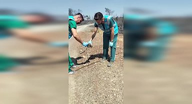 Balıkesir Büyükşehir Belediyesi, yangın bölgesinde can dostlar için seferber oldu