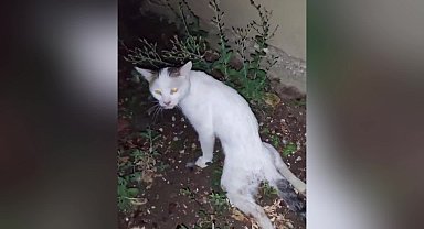 Burdur’da havalı tüfekle vurulan kedi tedavi altına alındı