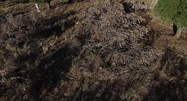 Bursa, Karacabey'de zeytin, ceviz ve badem ağaçları kesildi