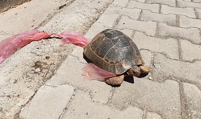 Doğaya atılan çöpler, canlıların ayağına dolanıyor