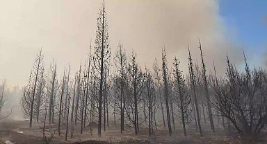 İzmir'de yanan alanların büyüklüğü Buca'nın yüzölçümünün iki katı