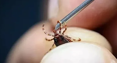 Kene tutmasına bağlı ölüm olayları artıyor, uzamanlar uyarıyor