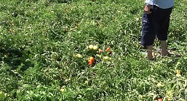 Kınık ovasında çiftçiler ürünlerinin düşük fiyata alınmasına tepki gösterdi: