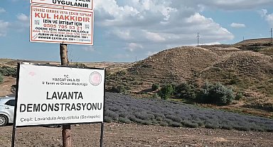 Lavanta üretimi artıyor, pazar sorunu çözülemiyor