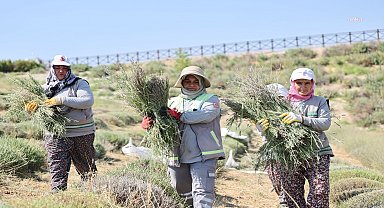 Merkezefendi Belediyesi’nin lavanta bahçesinde hasat zamanı