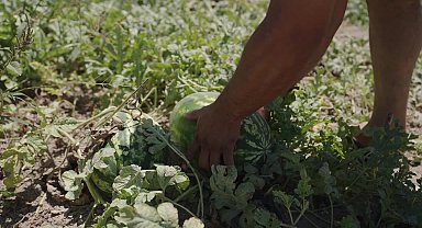 Mezitli Belediye Başkanı Tuncer, üreticinin elinde kalan 36 ton karpuzu alarak vatandaşlara dağıttı