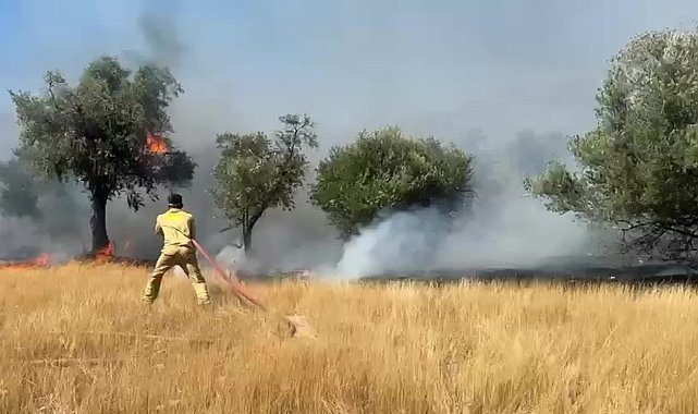 Muğla Milas'ta makilik ve zeytinlik alanda yangın çıktı