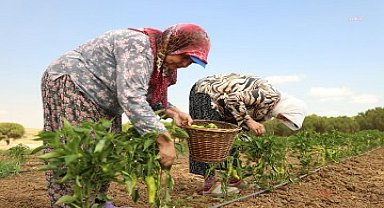 Silivri Belediyesi, yazlık sebze hasadına devam ediyor