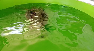Sinyali kesilen caretta caretta