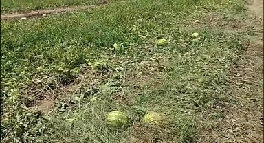 Türkiye’de karpuz üreticisi zor günler yaşıyor: Fiyatlar düştü, ürünler tarlada kaldı