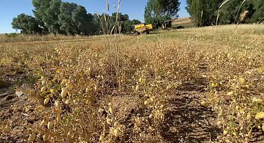 Yozgat’ta tarımsal üretimde büyük kayıp... Yozgat Ziraat Odası Başkanı Açıkgöz: