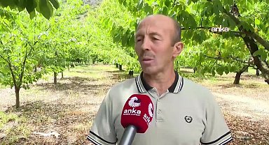 Zirai dondan bahçesi yanan çiftçi Amasya’dan seslendi: 5 ton kirazım oluyordu, bugün bir tane bile meyve yok