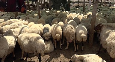 Adıyaman’da yetiştiriciler çoban bulamamaktan şikayetçi: