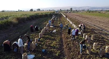 Amasya'da genç çiftçi, satamadığı 8 ton patatesi ücretsiz dağıttı
