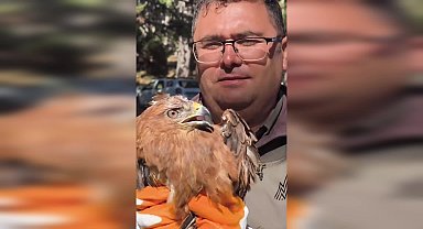 Ankara'da tedavi edilen 5 kızıl şahin, 1 kerkenez ve 1 puhu kuşu doğal yaşama salındı 