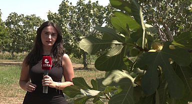 Aydın Germencik'te incir üreticileri, jeotermallerden dert yandı: “İklimi kötüleştiriyor, rekolte düşüyor”