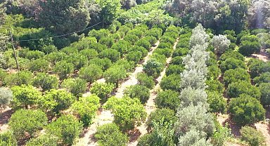 Bodrum’da yeşil mandalin hasadı başladı