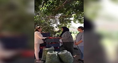 CHP'li Asu Kaya'nın tarlada ziyaret ettiği Kırşehirli kadın çiftçiler: