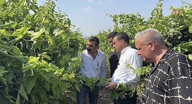 CHP'li Başevirgen: ''Üzüm üreticisi TMO’dan fiyat bekliyor tüccara mahkûm olmamalı