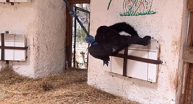 DKMP Genel Müdürlüğü: Yavru goril Zeytin’in Nijerya’ya iade işlemlerini başlattık