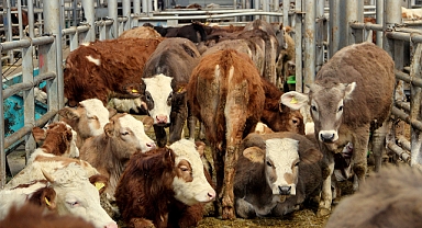 Doğu Anadolu Bölgesi'nde hayvancılığı şap hastalığı vurdu: Çiftçiler zor durumda