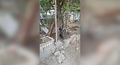 İzmir'de ateşli silahla yaralanan domuz Doğal Yaşam Parkı’nda sağlığına kavuştu
