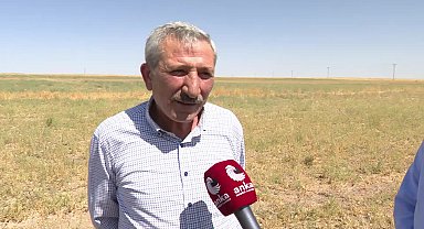 Kırşehir'de kuraklık nedeniyle mahsul tarlada kaldı: 
