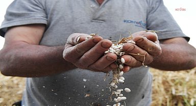 Konyaaltı Belediyesi, Çandır fasulyesi için coğrafi işaret başvurusu yaptı 