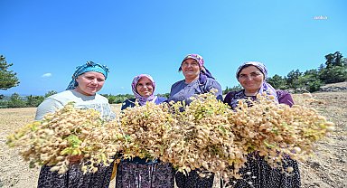 Mersin Büyükşehir Belediyesi, Gülnar'ın yerli nohudunu geleceğe taşıyor