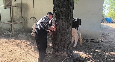 Osmaniyeli süt üreticisi: 