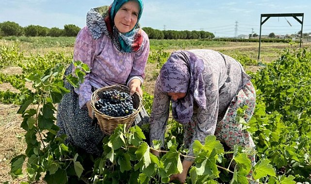 Silivri Tarımsal Üretim ve Araştırma Merkezi’nde yetişen üzümler hasat edildi