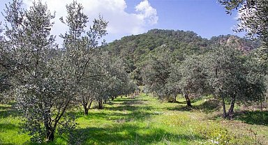 Soma’da zeytinliklere komşu maden ocağına 'ÇED Olumlu' kararı