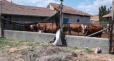 Süt üreticisinden çiğ süt fiyatına tepki: 