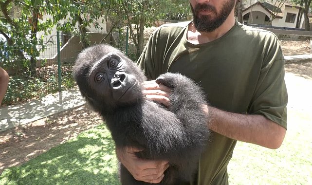 Yavru goril ''Zeytin'' eylül ayı içerisinde Nijerya'ya iade edilecek