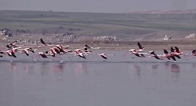Yozgat’ta kuş cenneti Gelingüllü Barajı’nda sular çekildi, Delice Irmağı kurudu