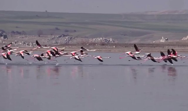Yozgat’ta kuş cenneti Gelingüllü Barajı’nda sular çekildi, Delice Irmağı kurudu